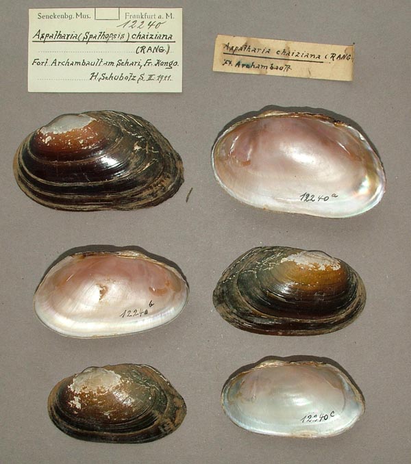 specimen