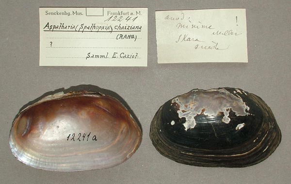 specimen