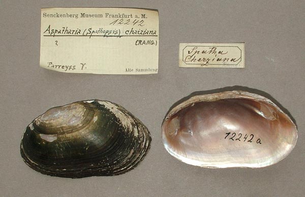 specimen