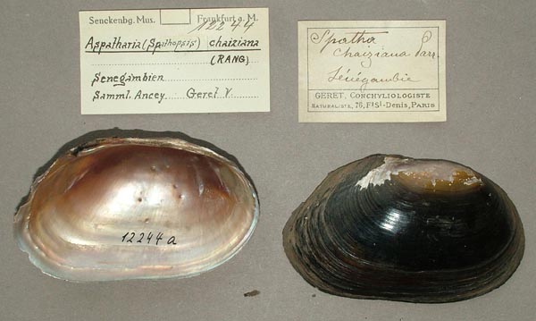 specimen