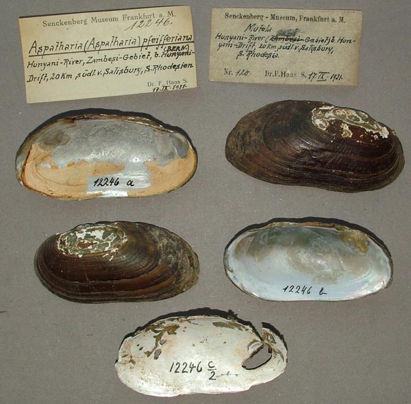 specimen