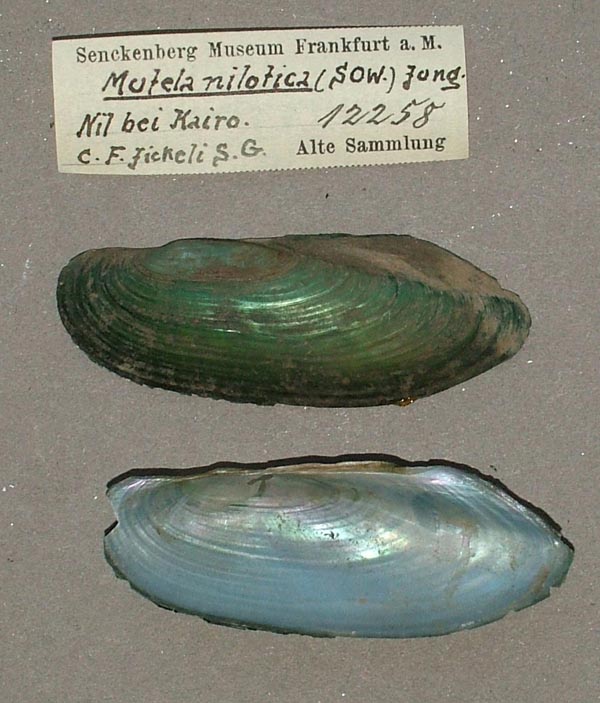 specimen