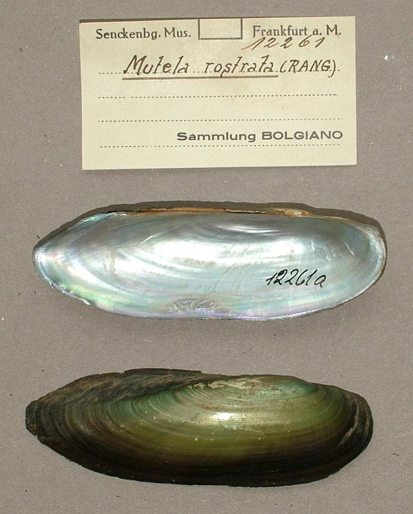specimen