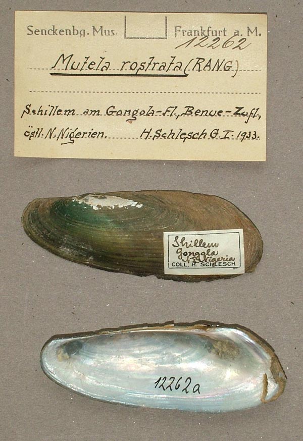 specimen
