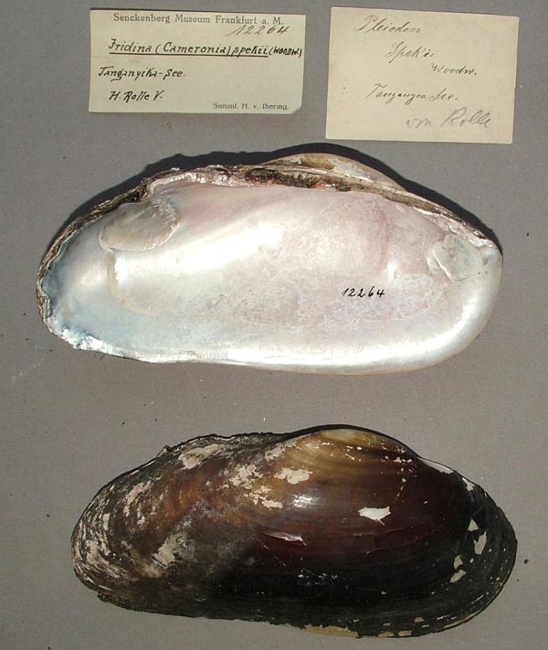 specimen