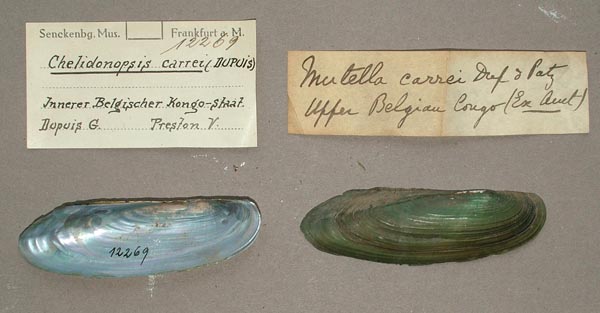 specimen