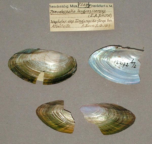 specimen