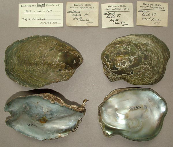 specimen