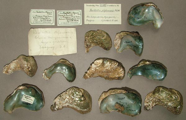 specimen