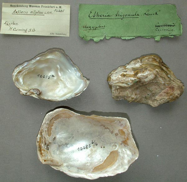 specimen