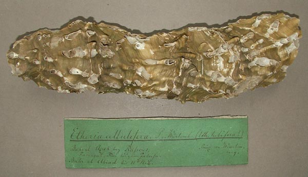 specimen