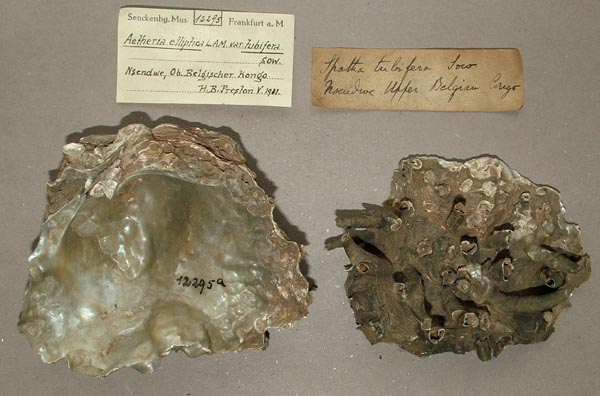 specimen
