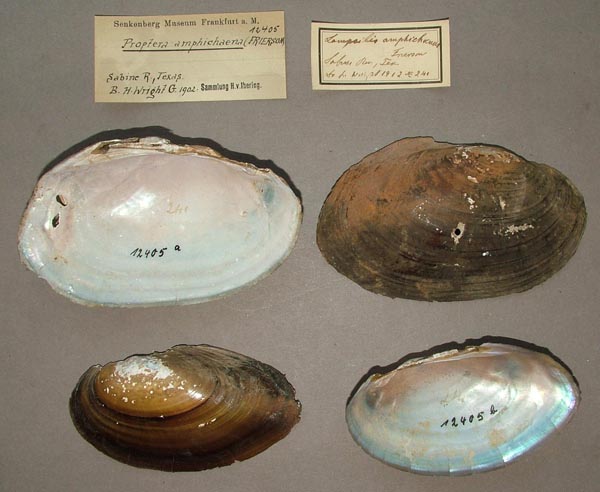 image of lot SMF_12405