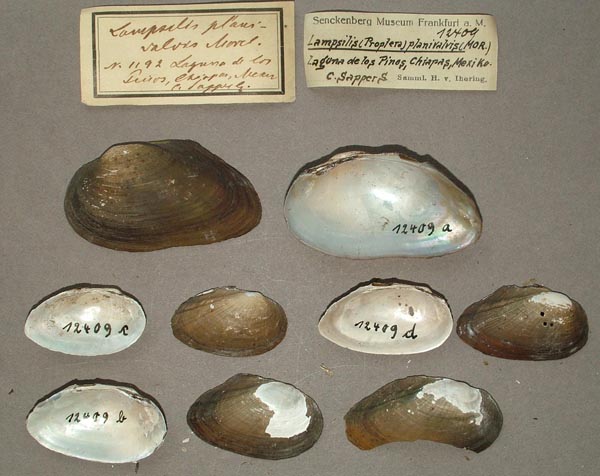 specimen