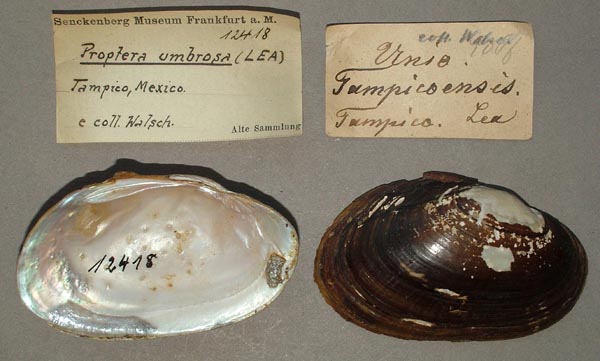 specimen