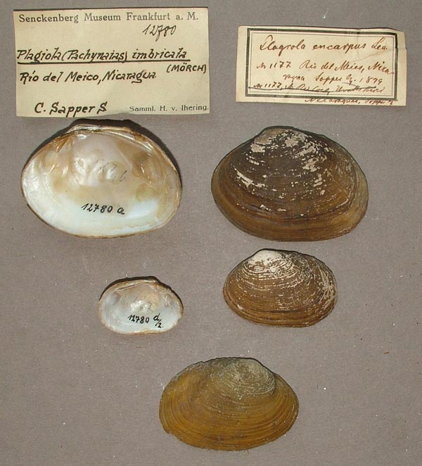 specimen