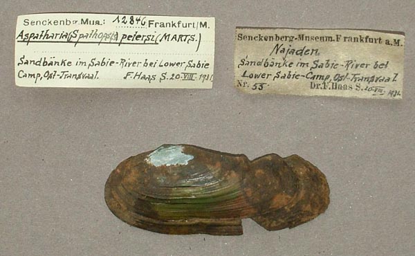 specimen