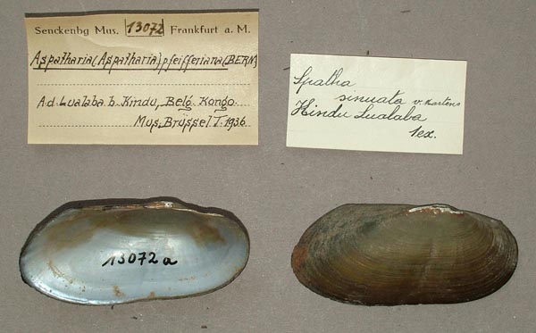 specimen