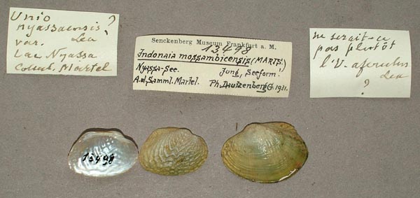 specimen