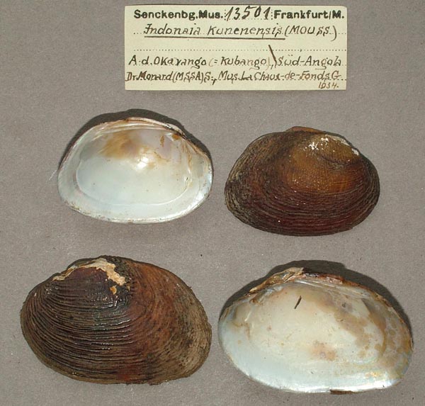 specimen