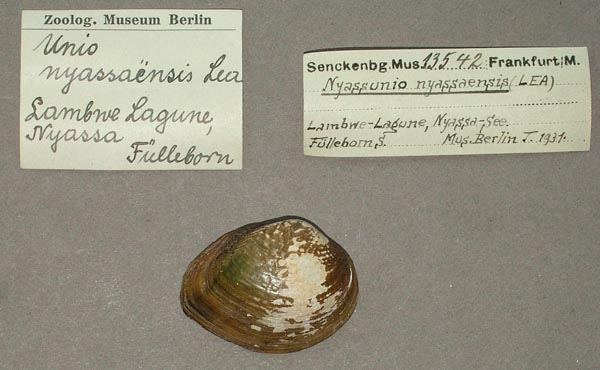 specimen