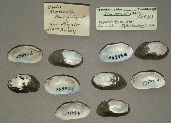 specimen