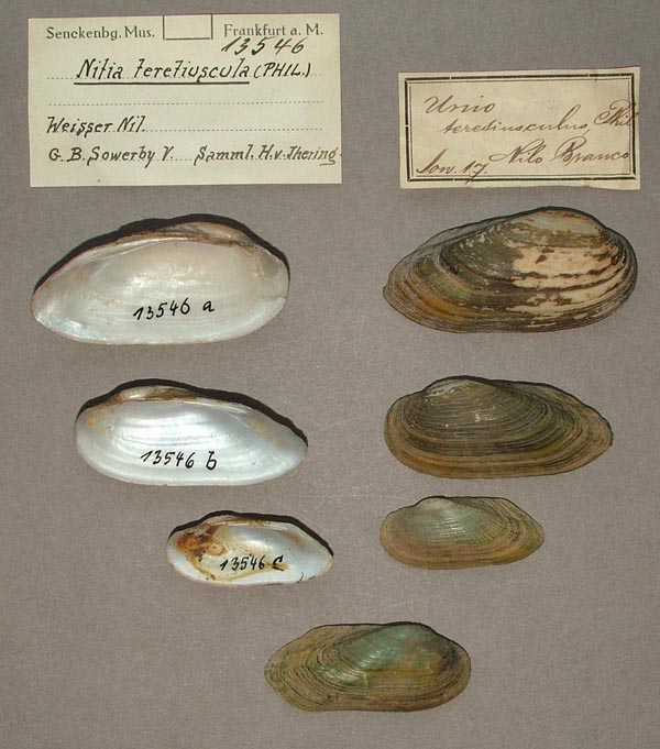 specimen