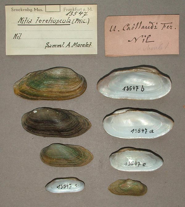 specimen