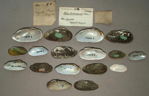 specimen
