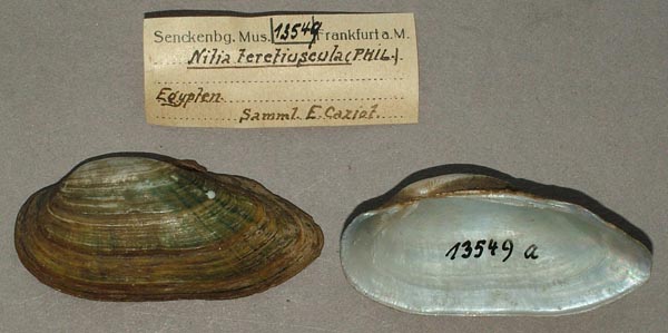 specimen