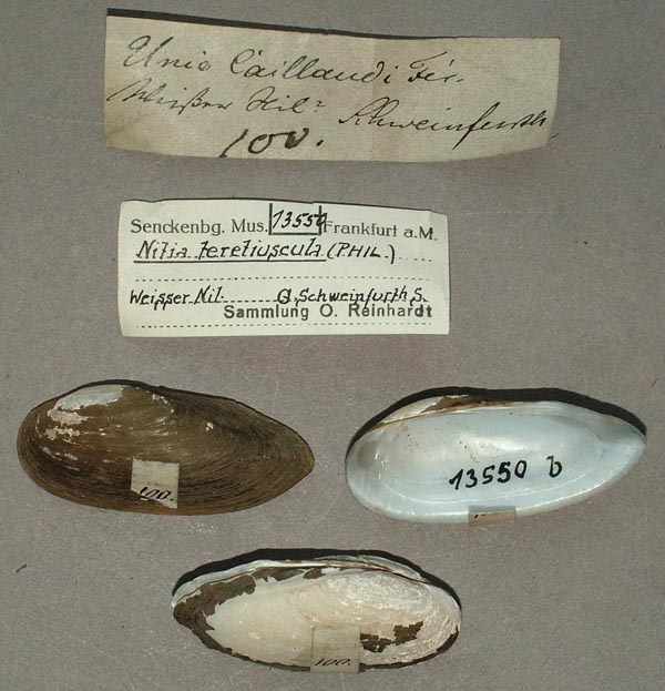 specimen