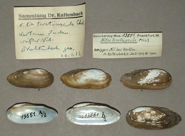 specimen