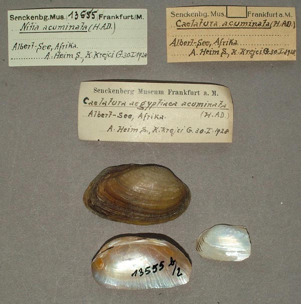 specimen