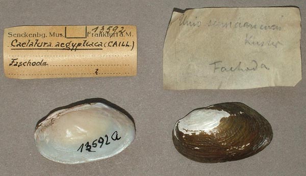 specimen