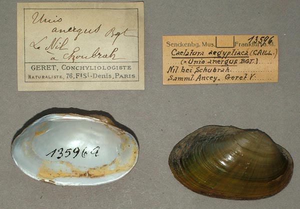 specimen