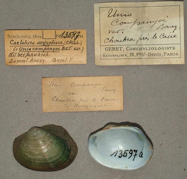 specimen