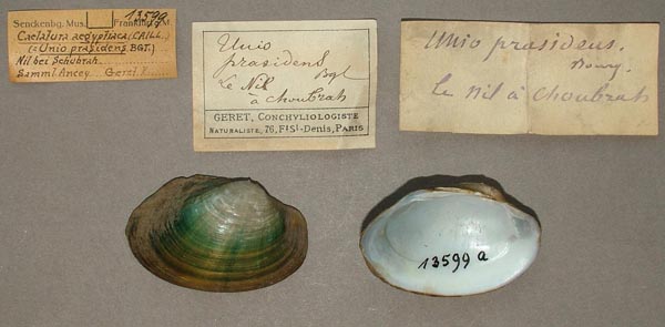 specimen
