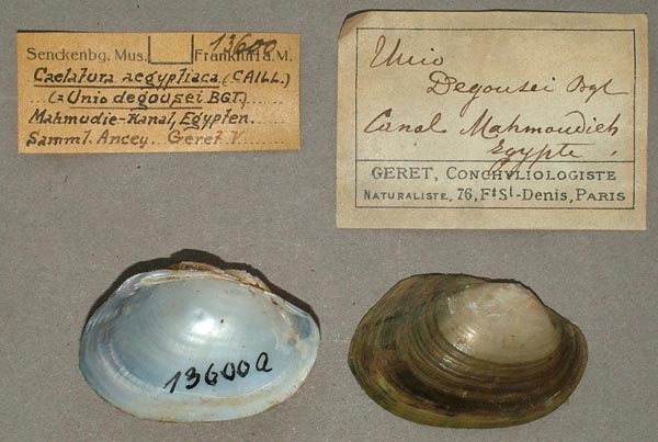 specimen