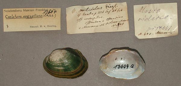 specimen