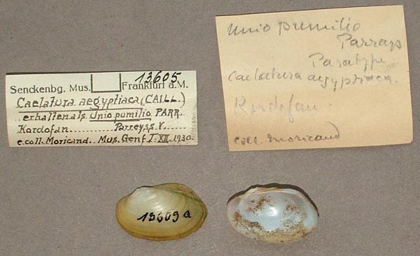 specimen