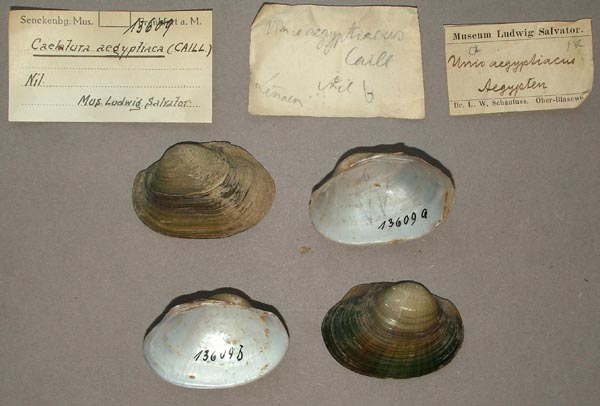 specimen