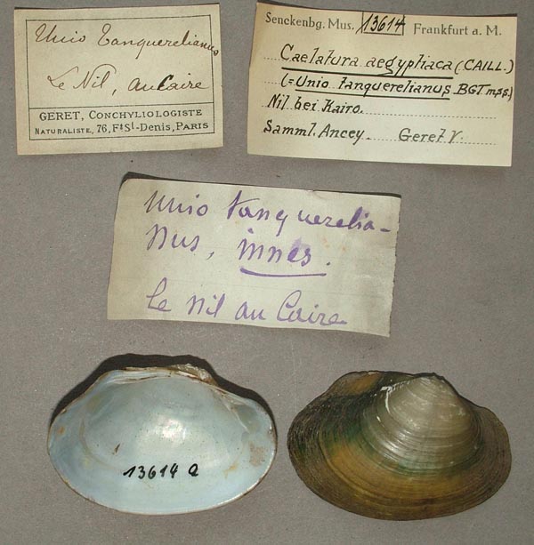 specimen