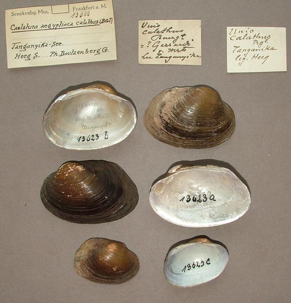 specimen