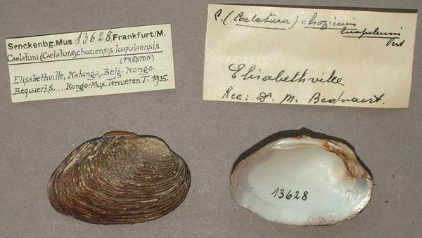specimen