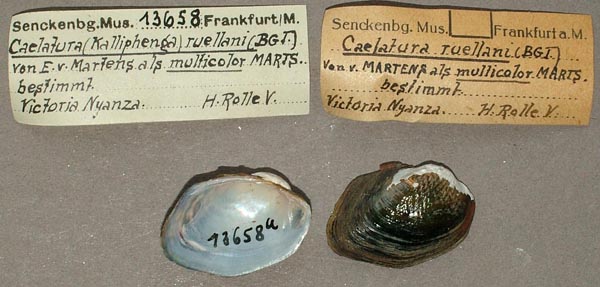 specimen