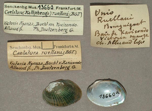 specimen