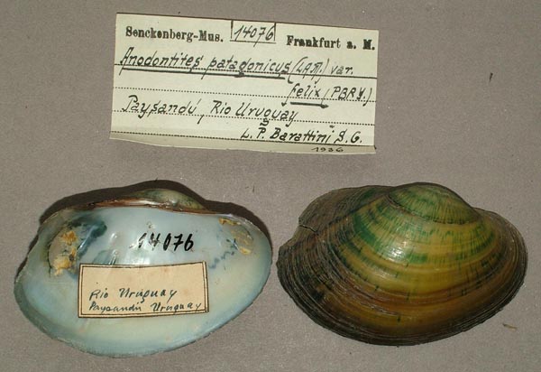 specimen