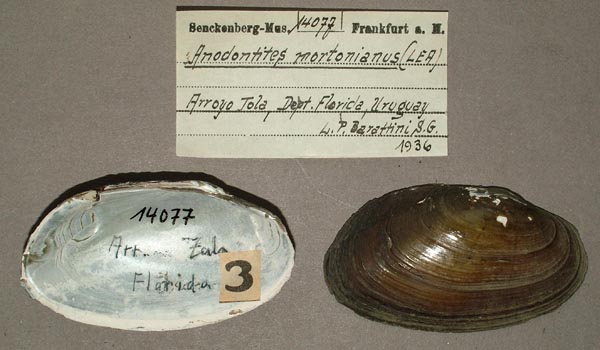 specimen
