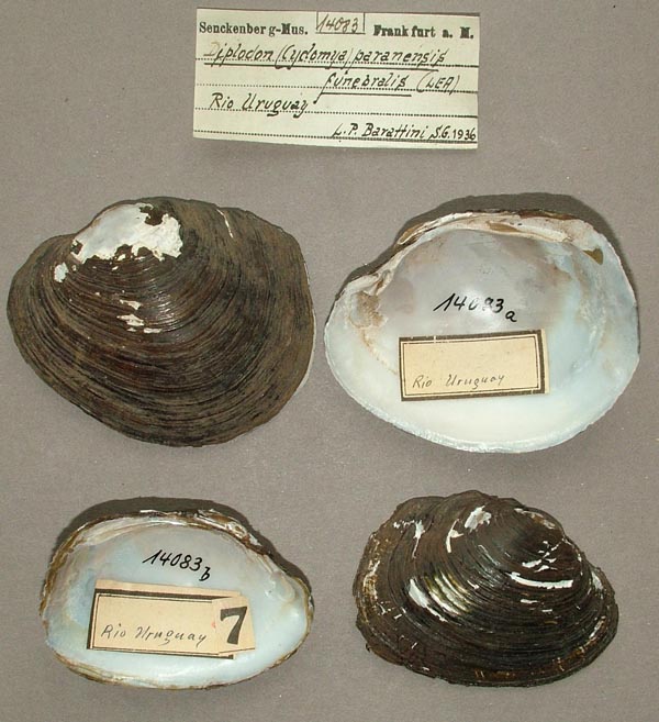 image of lot SMF_14083