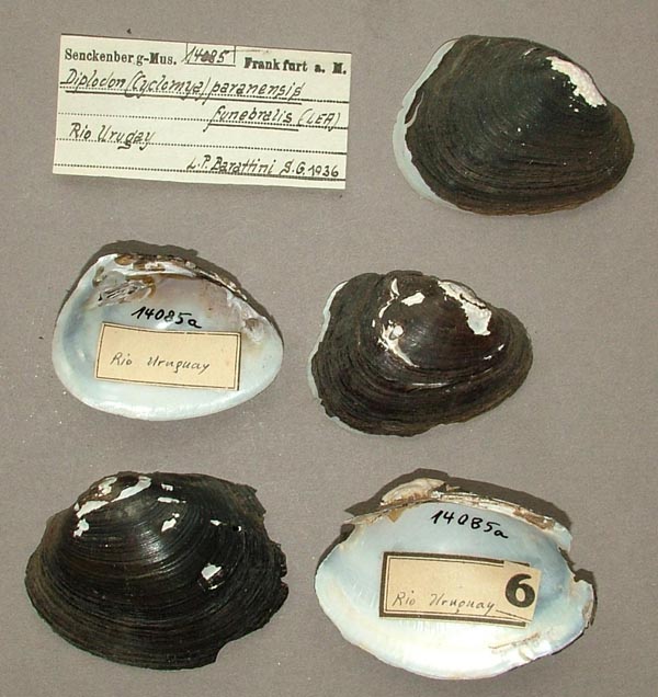 image of lot SMF_14085